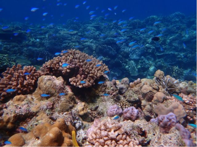 本島北部・瀬底島体験ダイビング 画像02