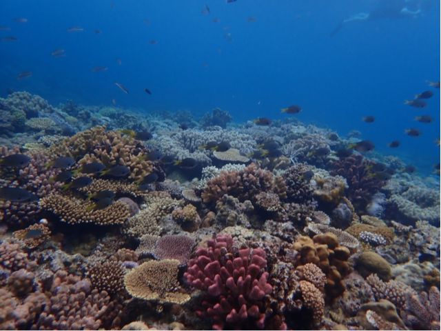 本島北部・瀬底島体験ダイビング 画像03