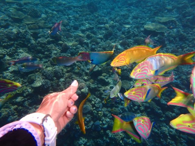 本島北部・瀬底島体験ダイビング＋シュノーケリング 画像05