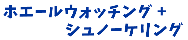 ホエールウォッチング ＋ シュノーケル or SUP