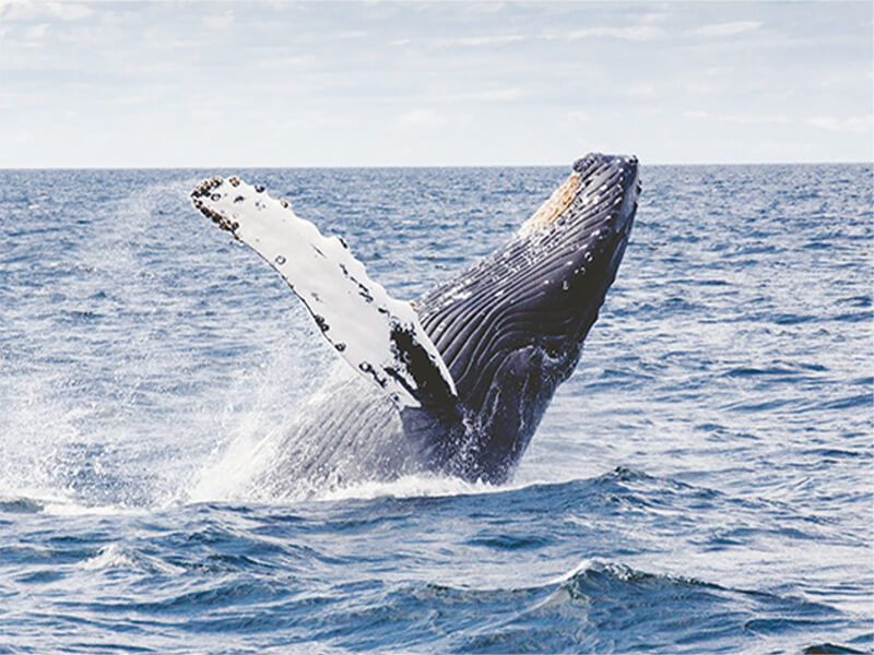 【冬季限定】ホエールウォッチングイメージ画像