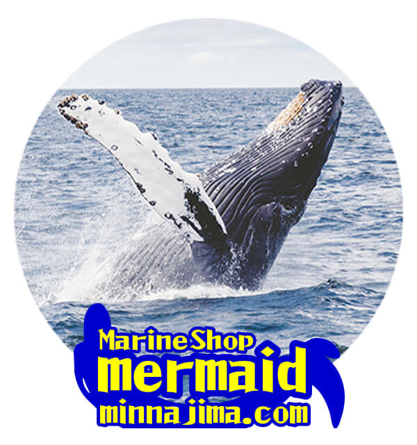マリンショップメーメイドプロフィール画像