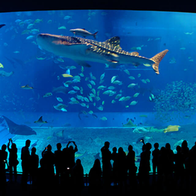 美ら海水族館近く