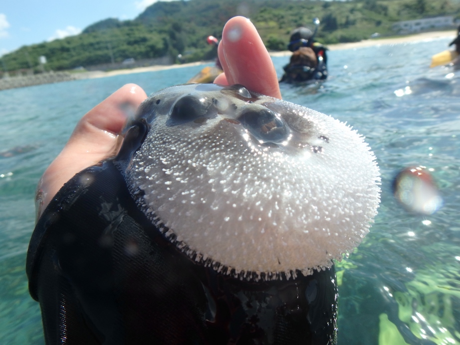 ゴリラチョップで出会う海の生き物 沖縄のマリンスポーツ専門店 水納島マーメイド マリンショップ マーメイド 沖縄 水納島 パラセ リング ホエールウォッチング