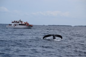 DSC_1136 (920x613)