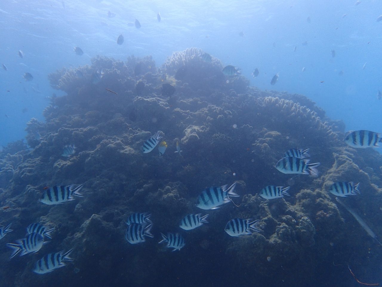 diving☀plan【沖縄マリンスポーツ専門店★水納島マーメイド】