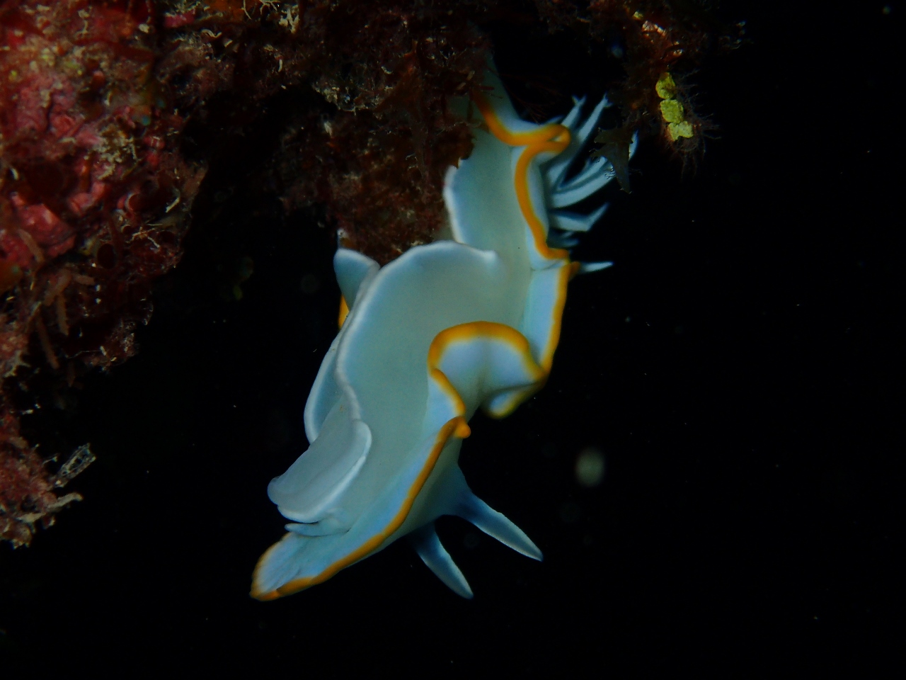 海の生き物たち🐠【沖縄のマリンスポーツ専門店☆水納島マーメイド】