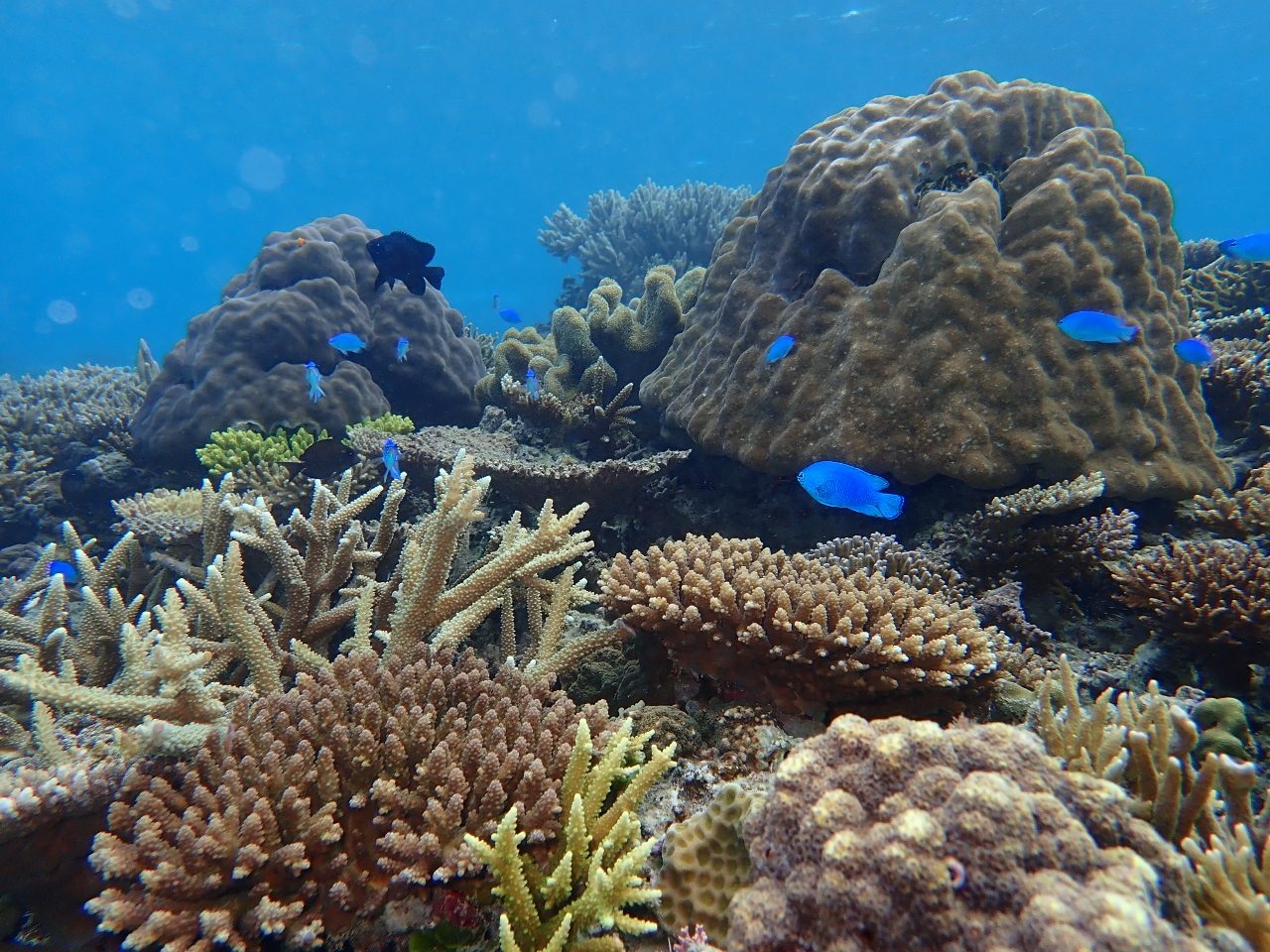 メニュー紹介☆北部シュノーケリング🐠【沖縄のマリンスポーツ専門店☆水納島マーメイド】