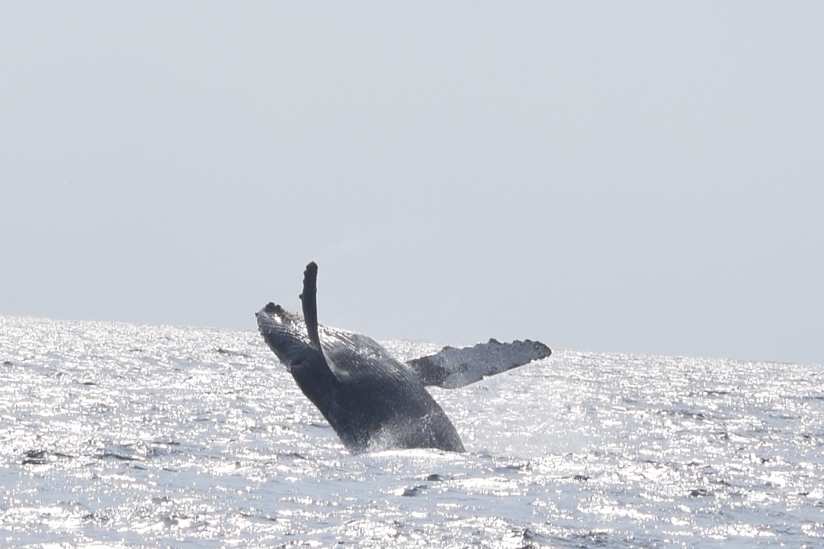 ザトウクジラの生態( *´艸｀)【沖縄のマリンスポーツ専門店☆水納島マーメイド】