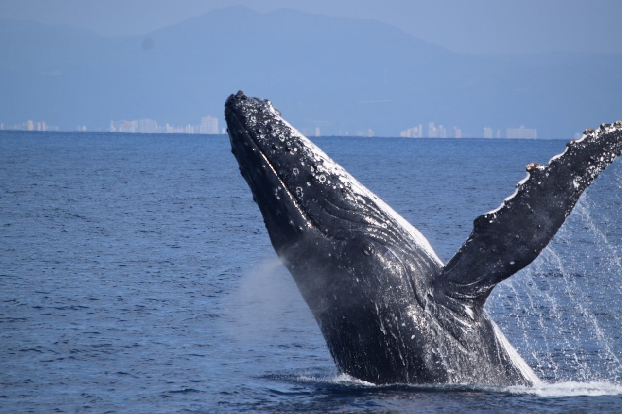 終了間近！冬季限定ホエールウォッチング🐋【沖縄マリンスポーツ専門店★水納島マーメイド】