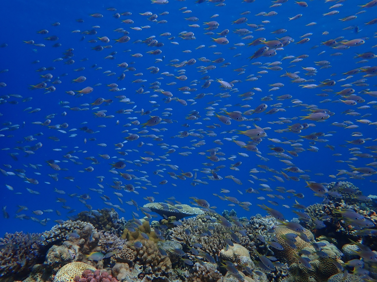 海の生き物たち🐠【沖縄のマリンスポーツ専門店☆水納島マーメイド】