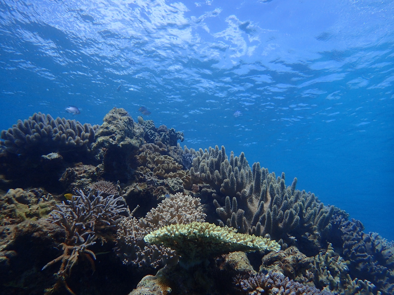 プラン紹介☆本島北部シュノーケリング🐠【沖縄のマリンスポーツ専門店☆水納島マーメイド】