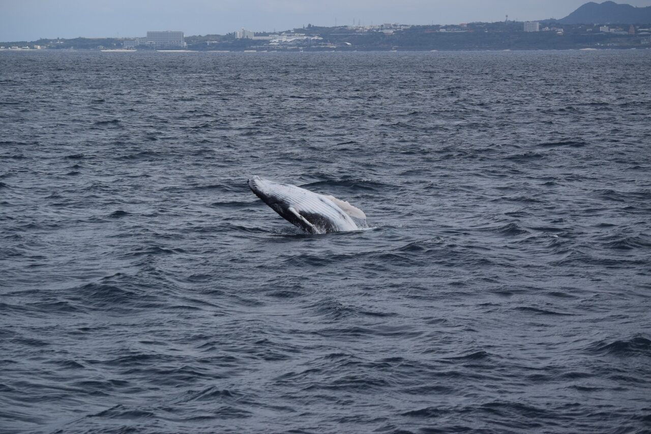 親子クジラに遭遇☆【沖縄のマリンスポーツ専門店☆水納島マーメイド】