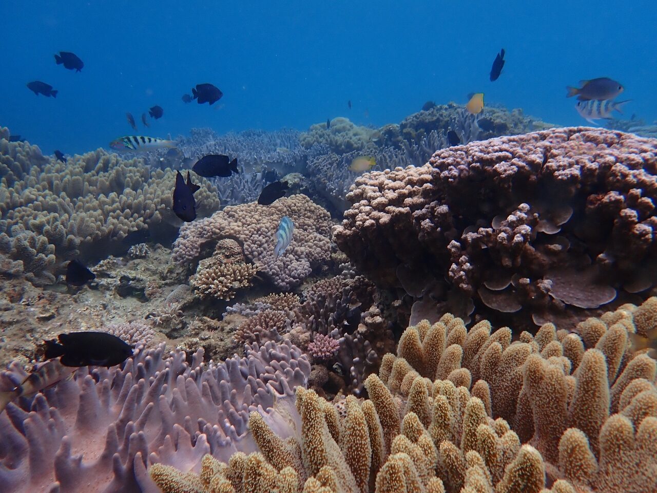 シュノーケリング🐠【沖縄のマリンスポーツ専門店☆水納島マーメイド】