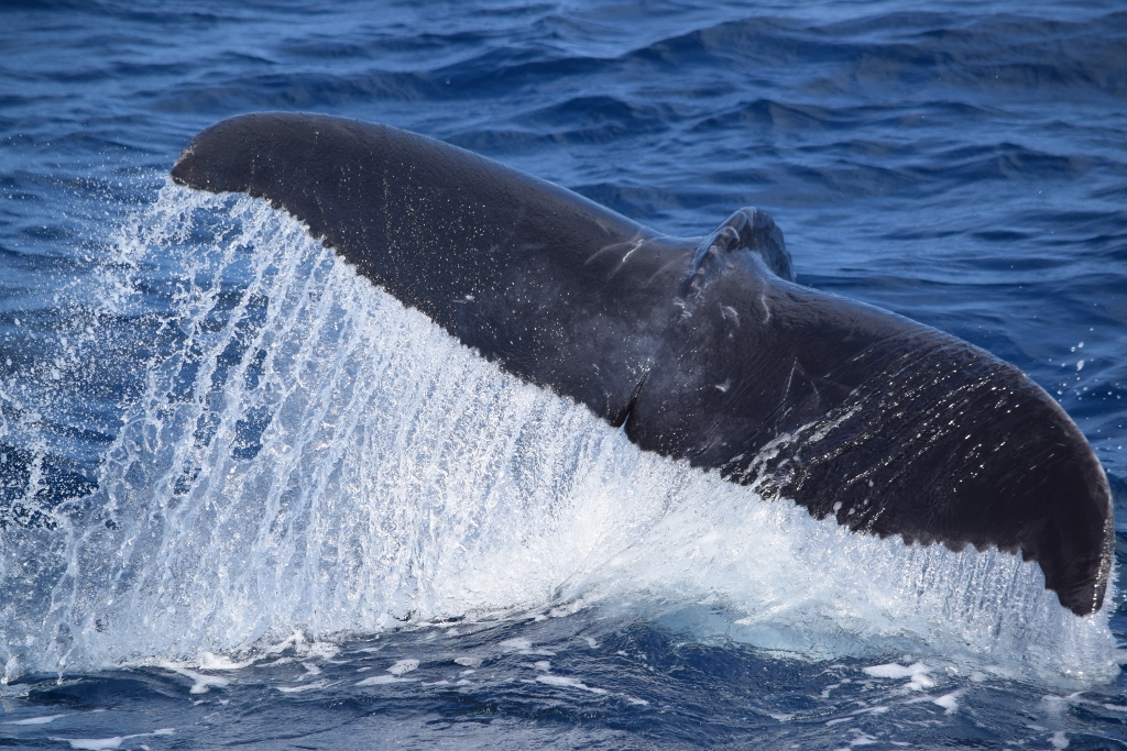 ホエールウォッチング🐋【沖縄のマリンスポーツ専門店☆水納島マーメイド】