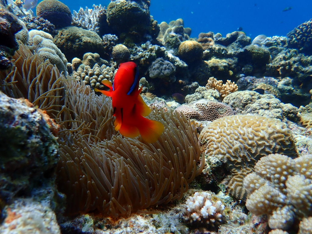 賑わってきましたね～(/・ω・)/【沖縄のマリンスポーツ専門店☆水納島マーメイド】