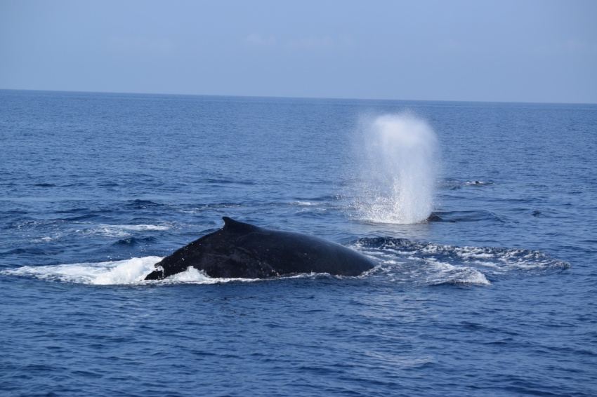 青空が恋しい･｡(>ω<)。･:*:O･°【沖縄マリンスポーツ専門店★水納島マーメイド】