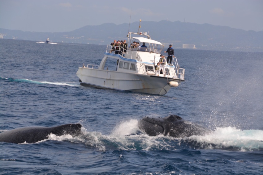 上架しました🚢【沖縄マリンスポーツ専門店★水納島マーメイド】