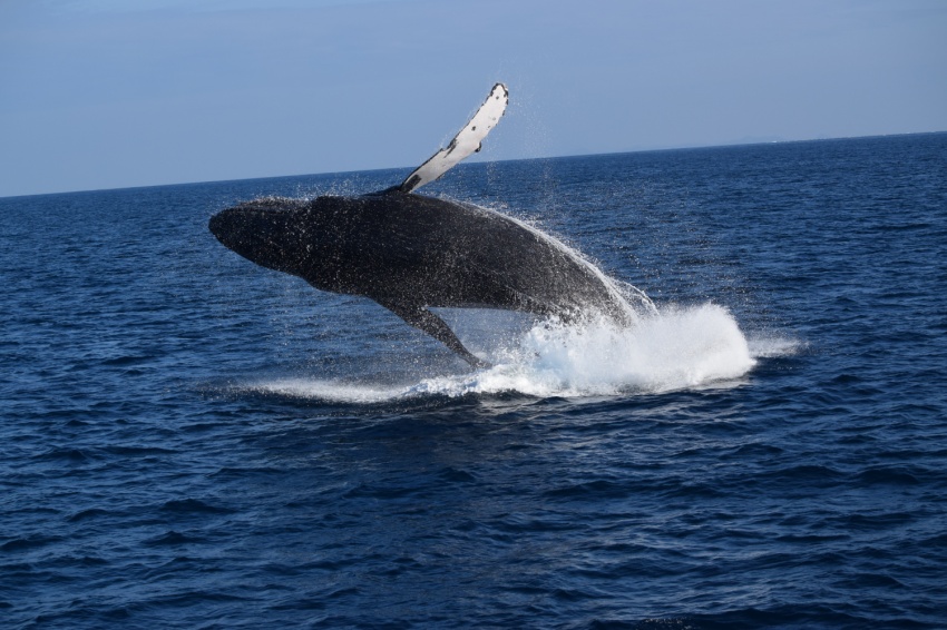 クジラの季節が近づいてきた🐋【沖縄マリンスポーツ専門店★水納島マーメイド】