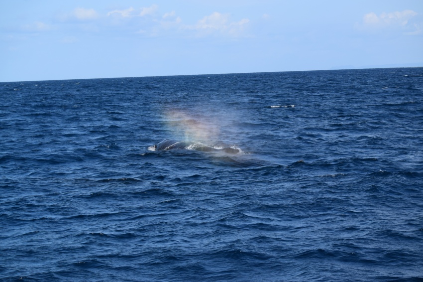 ホエールウォッチング始まってま～す！🐳【沖縄マリンスポーツ専門店★水納島マーメイド】