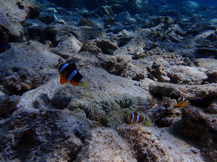 ウミガメ大量発生🐢【沖縄マリンスポーツ専門店★水納島マーメイド】