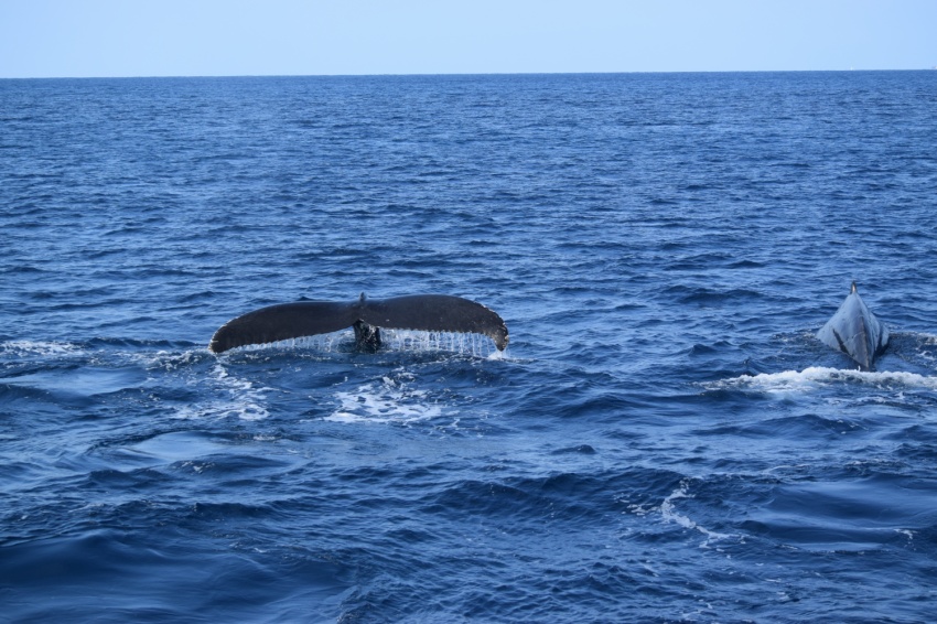 3/10はザトウクジラの日🐋【沖縄マリンスポーツ専門店★水納島マーメイド】