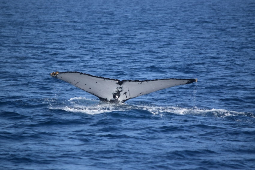 ホエールウォッチング🐳シーズンは、3月末まで！【沖縄マリンスポーツ専門店★水納島マーメイド】