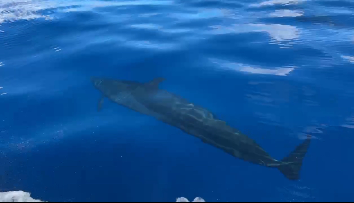 またイルカ🐬発見😛【沖縄マリンスポーツ専門店★水納島マーメイド】