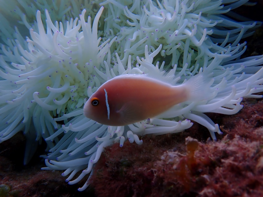ホエールウォッチング予約受付中🐳【沖縄マリンスポーツ専門店★水納島マーメイド】