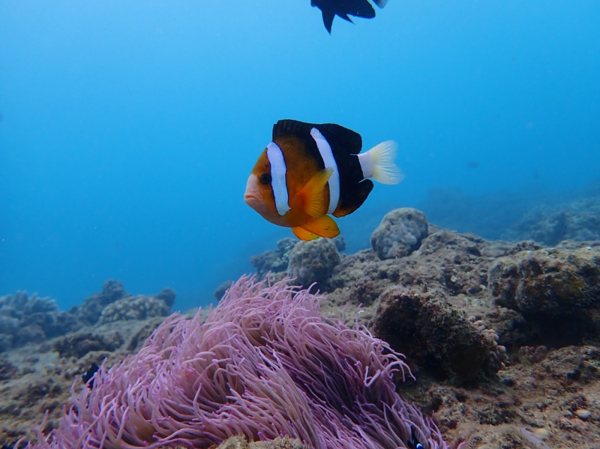 ホエールウォッチング予約受付中🐳【沖縄マリンスポーツ専門店★水納島マーメイド】