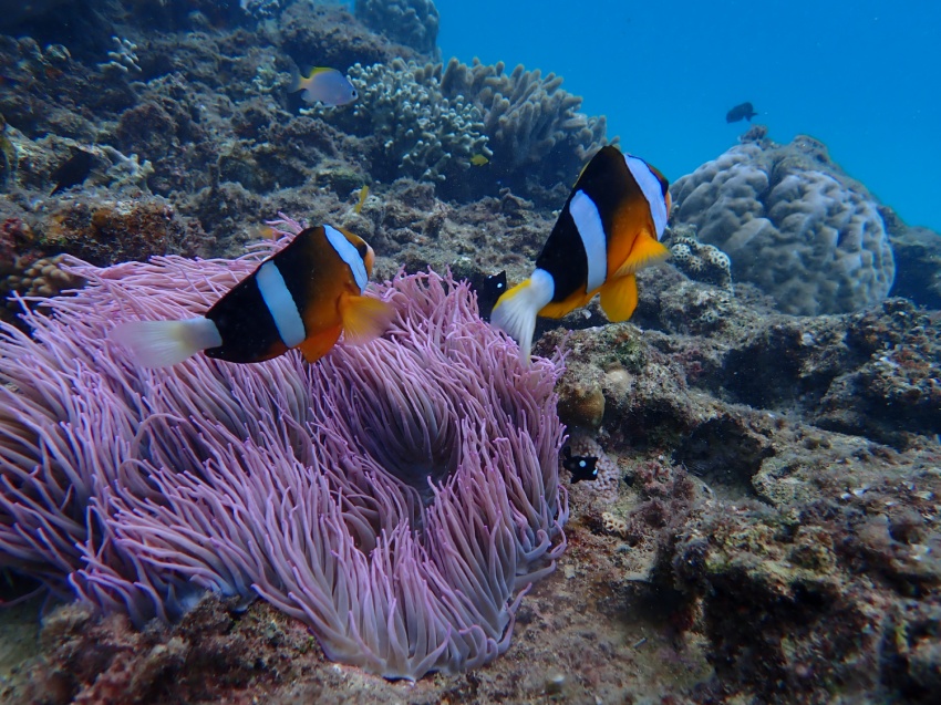 20℃下回ると沖縄では冬⛄【沖縄マリンスポーツ専門店★水納島マーメイド】