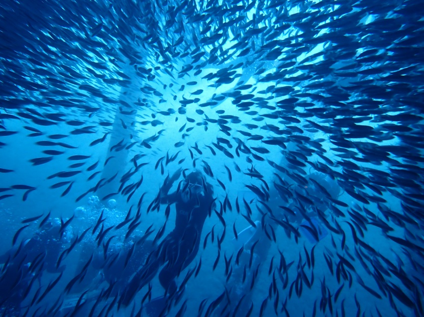 11月スタート🐠【沖縄マリンスポーツ専門店★水納島マーメイド】