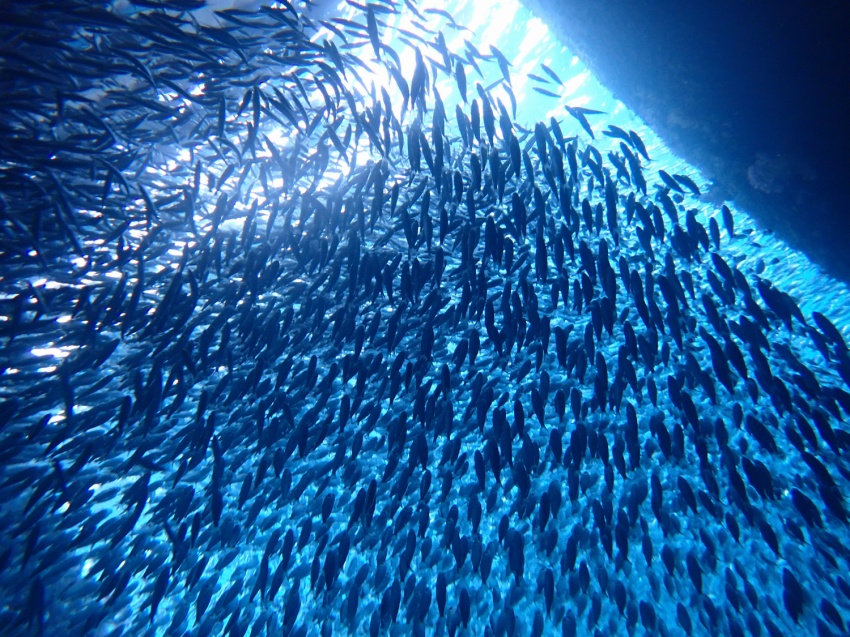 雨でもシュノーケリングは問題なし🤩【沖縄マリンスポーツ専門店★水納島マーメイド】