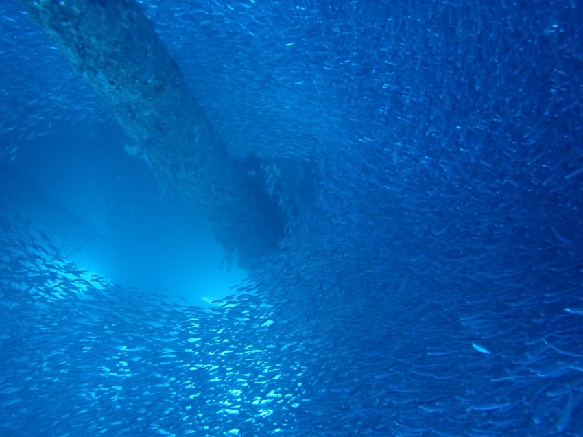 只今、ミジュン大量発生中~【沖縄マリンスポーツ専門店★水納島マーメイド】