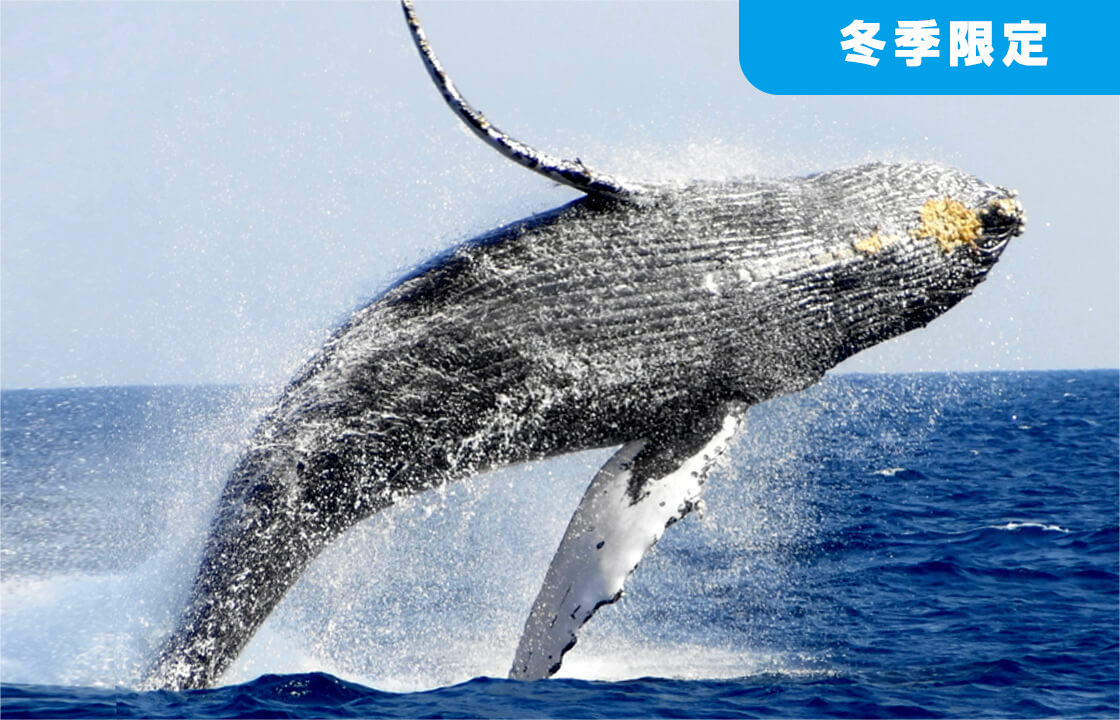 ホエールウォッチングの画像