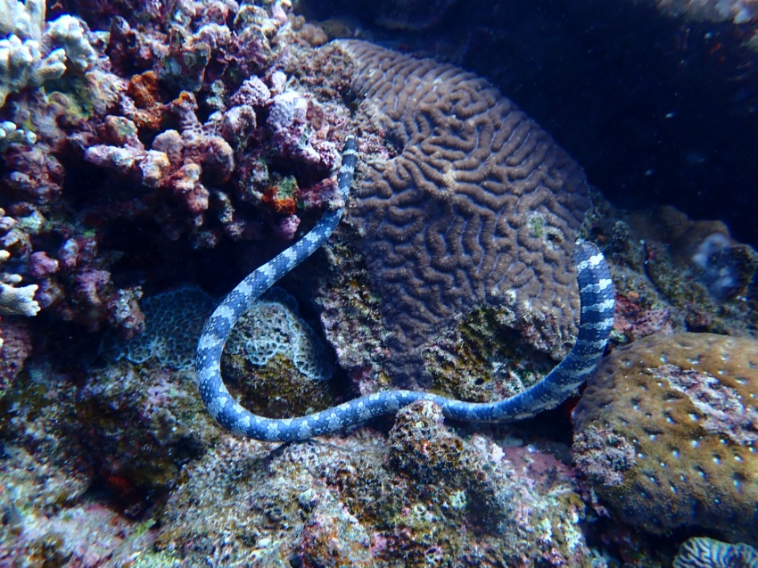 つま先キンキン🥶【沖縄マリンスポーツ専門店★水納島マーメイド】