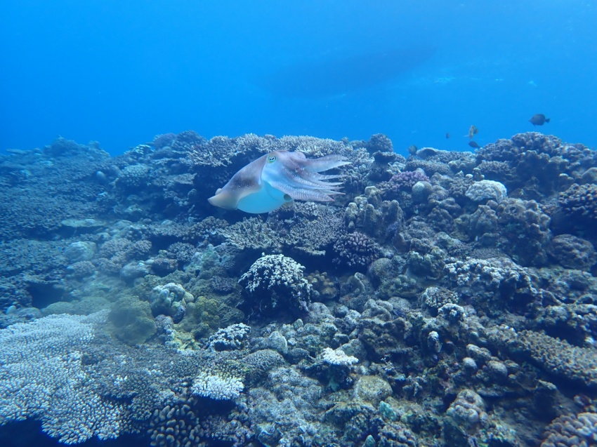 コブシメ🦑【沖縄マリンスポーツ専門店★水納島マーメイド】