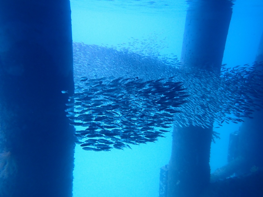 冬の沖縄【沖縄マリンスポーツ専門店★水納島マーメイド】