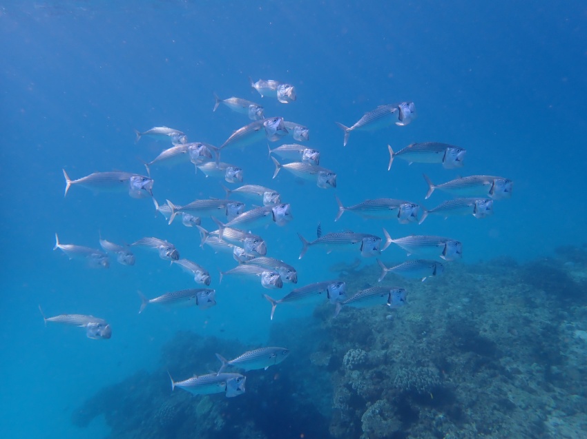 北風が…🌬️【沖縄マリンスポーツ専門店★水納島マーメイド】