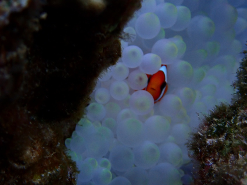 今日から12月✨【沖縄マリンスポーツ専門店★水納島マーメイド】