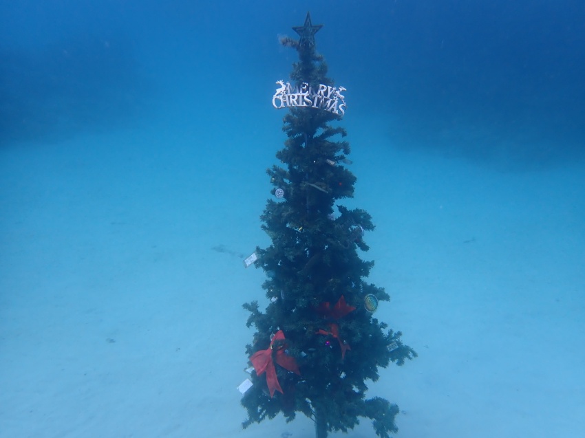 MERRY CHRISTMAS🎅【沖縄マリンスポーツ専門店★水納島マーメイド】