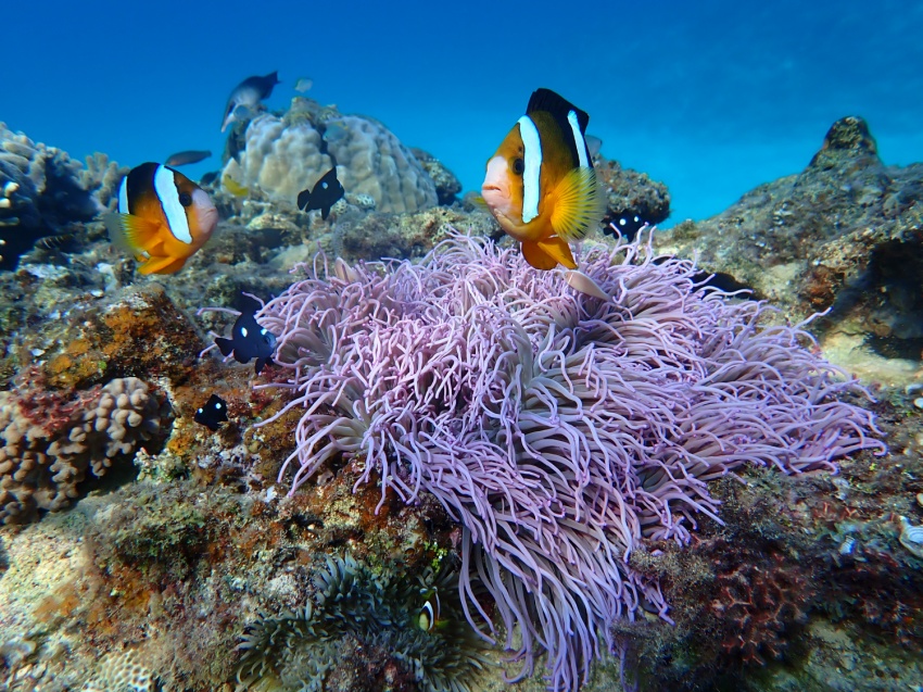 水納島シュノーケリング冬季限定開催中🐟【沖縄マリンスポーツ専門店★水納島マーメイド】