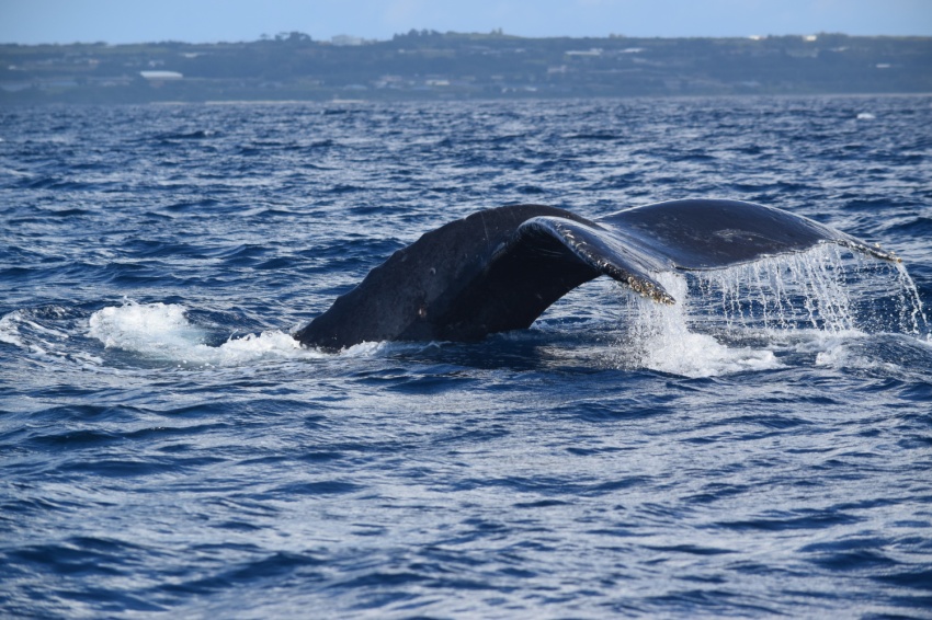 クジラDAY🐳【沖縄マリンスポーツ専門店★水納島マーメイド】