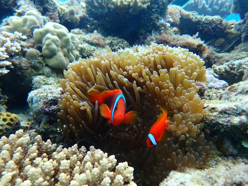 潜り初め🏊‍♂️【沖縄マリンスポーツ専門店★水納島マーメイド】
