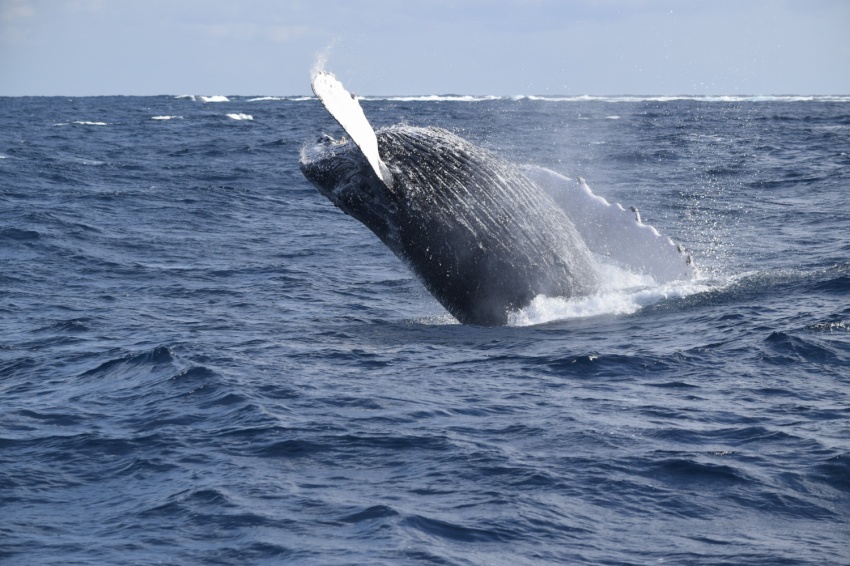 久しぶりの海！！【沖縄マリンスポーツ専門店★水納島マーメイド】