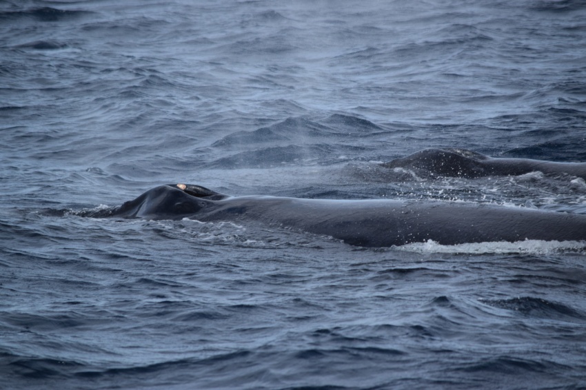 連日20℃超えの冬👕【沖縄マリンスポーツ専門店★水納島マーメイド】