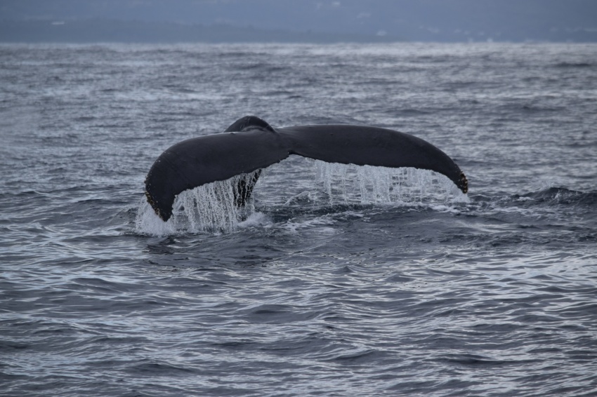 大人の仲間入り🎉【沖縄マリンスポーツ専門店★水納島マーメイド】