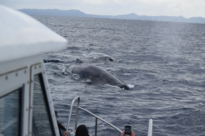 くじらシーズン突入🐳【沖縄マリンスポーツ専門店★水納島マーメイド】