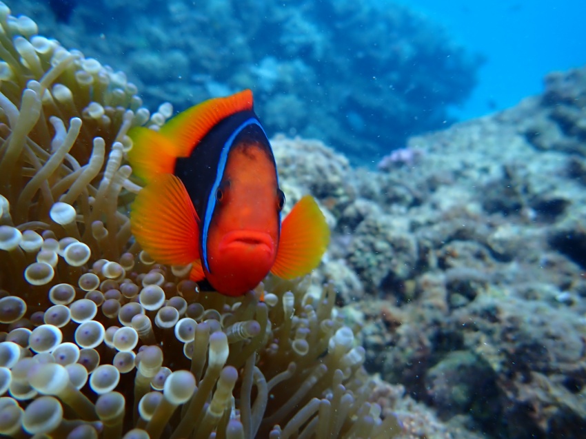 冬空でも海中透明度は抜群🐟【沖縄マリンスポーツ専門店★水納島マーメイド】