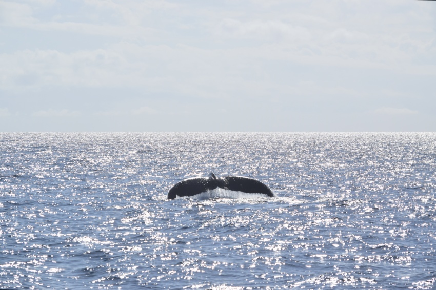 【沖縄マリンスポーツ専門店★水納島マーメイド】